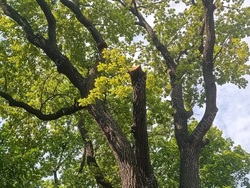 В Парке Победы продолжат пилить деревья из-за вредителей
