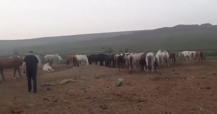 Сведения о гибели лошадей на ферме в Ставропольском крае проверяет полиция