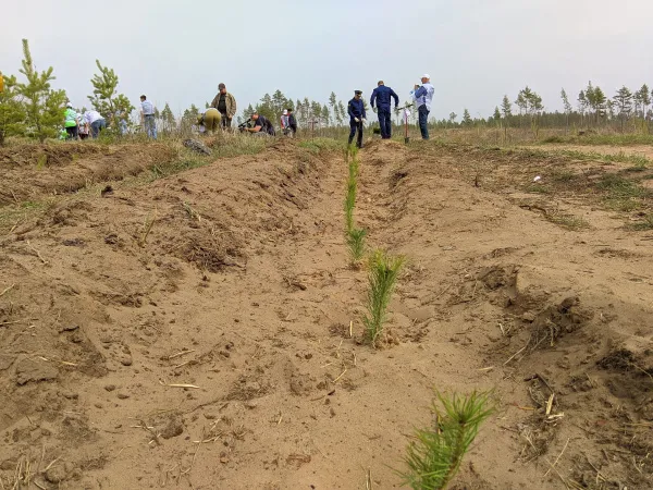 В тольяттинском лесу высадили еще 6 тысяч сеянцев сосны